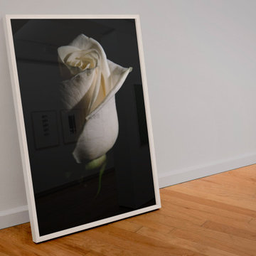 White Rose Low Key Floral Nature Photo Wall Art Print