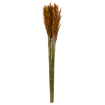 Vickerman all Natural Plume Reed Bundle, Preserved, Autumn