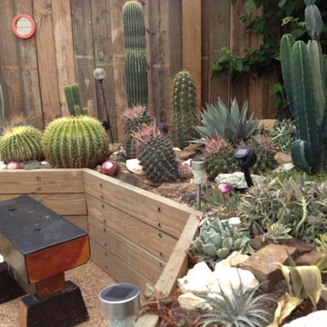 Miscellaneous Cacti & Succulent Landscapes by Rhinamic