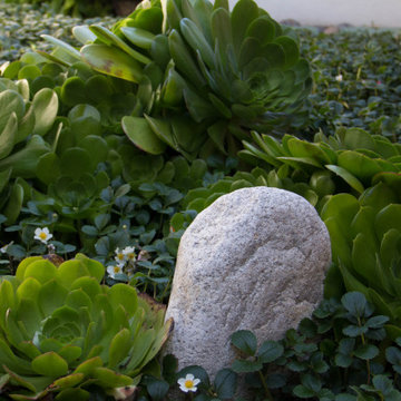 Del Mar Natural Modern Landscape