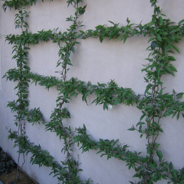 Wall vines