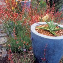 New garden