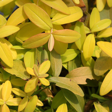 Golden Rule™ St. John's-Wort (Hypericum)