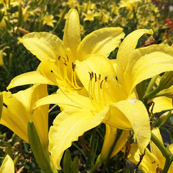 Current Featured Plants - Products