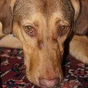 McDowell's Rugs's photo