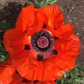Carolyn McCune's photo