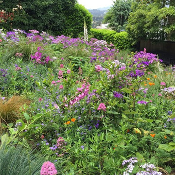 San Francisco Lawn Replacement Meadow Garden