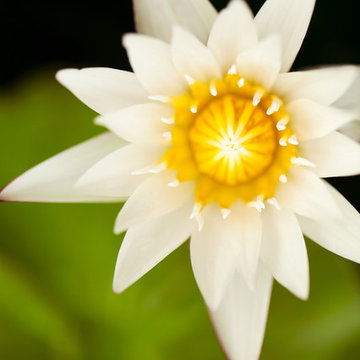 LOTUS RIDGE