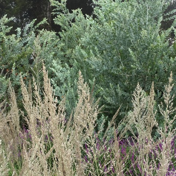 Great Plant Combo's