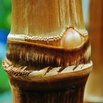 Miami Landscape Design Ideas