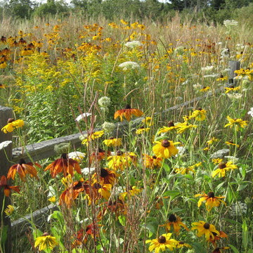 Meadows
