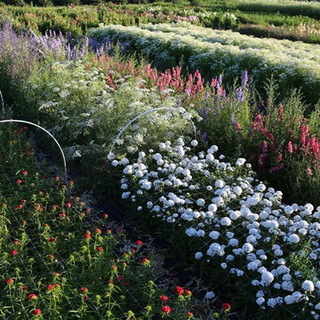 Garden Scenes