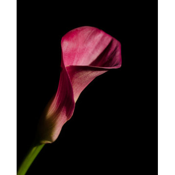 Pink Calla Lily Flower on Black Nature Photo Unframed Wall Art Print, 18" X 24"