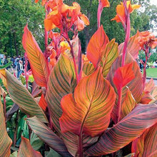 Plants for Garden