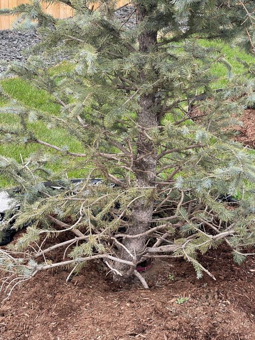 Help w blue spruce tree dying?