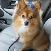 Lisa Goldman's photo