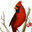 Cardinal Roofing & Construction Inc