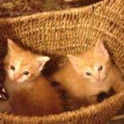 Sheryl Cousins's photo