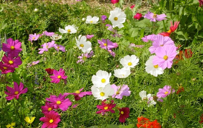 Enjoy the Old-Fashioned Appeal of Garden Cosmos