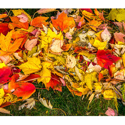 Fallen Maple Leaves - Photographs