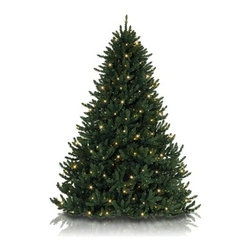 Alexander Fir Christmas Tree - Christmas Trees