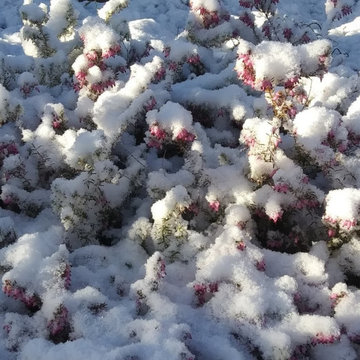 Seasonal plants