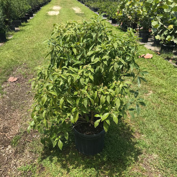 Wild Coffee - 7 Gallons