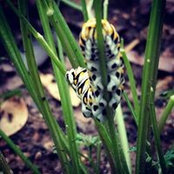 Jennifer Lucy's photo