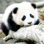 PandaPlayzさんの写真