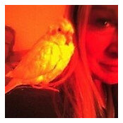 Sparrow Marcioni's photo