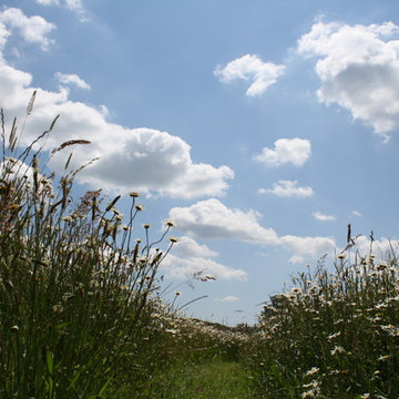 Country garden East Sussex