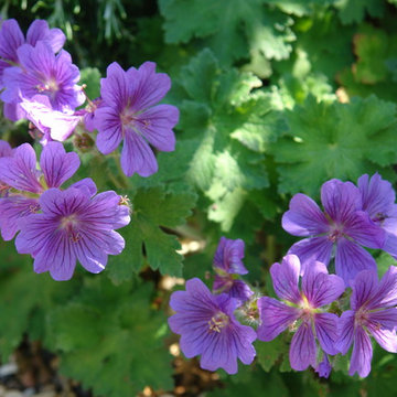 Planting Potential