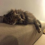 Kubra Araz's photo