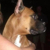Lincoln Raymond-BoxerAngels billede