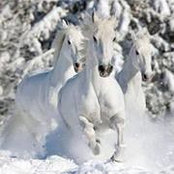 Feng Huang's photo