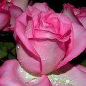 Desiree Flm's photo