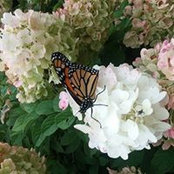 Debbie Howington's photo