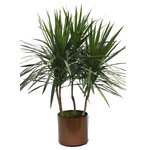 Scape Supply - Live 4' Tarzan Staggered Package, Bronze - The Tarzan Staggered package includes a 4 foot Dracaena Tarzan grown with 3 main branches and a bushy top making a great tree looking option.  The Tarzan is similar to a Marginata with thin spikey leaves and a woody trunk.  They do great with low water and like a medium lit area.  They are easy to maintain and care for and extremely tolerant to a  non plant person.  The package includes our commercial grade planter in a color of your choice, deep dish saucer, and moss covering. The Tarzan lends a nice addition to a modern or southwest interior design style and is also at home with a variety of looks.  The bushy top gives it more volume than the Standard variety fills a space similar to a medium sized bush.   The live tropical plant will arrive cleaned and ready for display in its' new home.