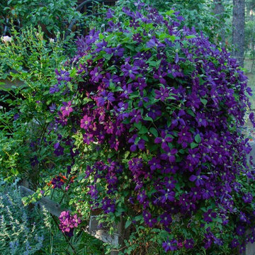 jarrosak garden