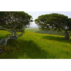 "Arroyo Laguna Oaks Vista Fine Art Photo Big Sur" Original Art