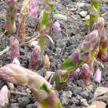 Comment cultiver des asperges ?
