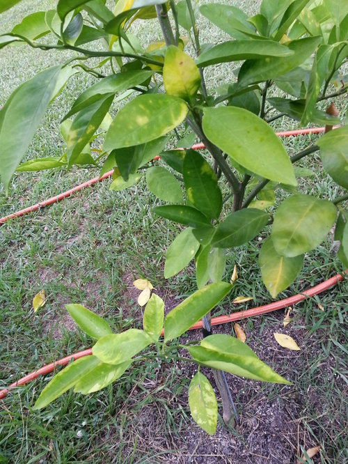 Satsuma leaves yellowing
