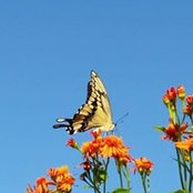 Foto von Alice McNulty