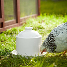 Chickens
