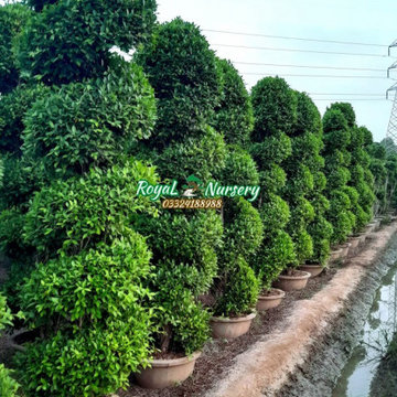 Royal Nursery Farm Pattoki