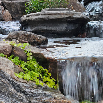 Pond Renovation