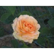 Deborah Herrick's photo