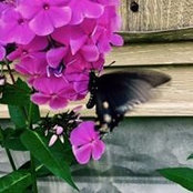 Foto von Donna Bolen