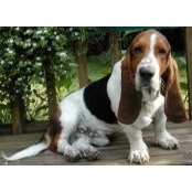 Knowil Acre Bassets's photo