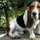 Knowil Acre Bassets